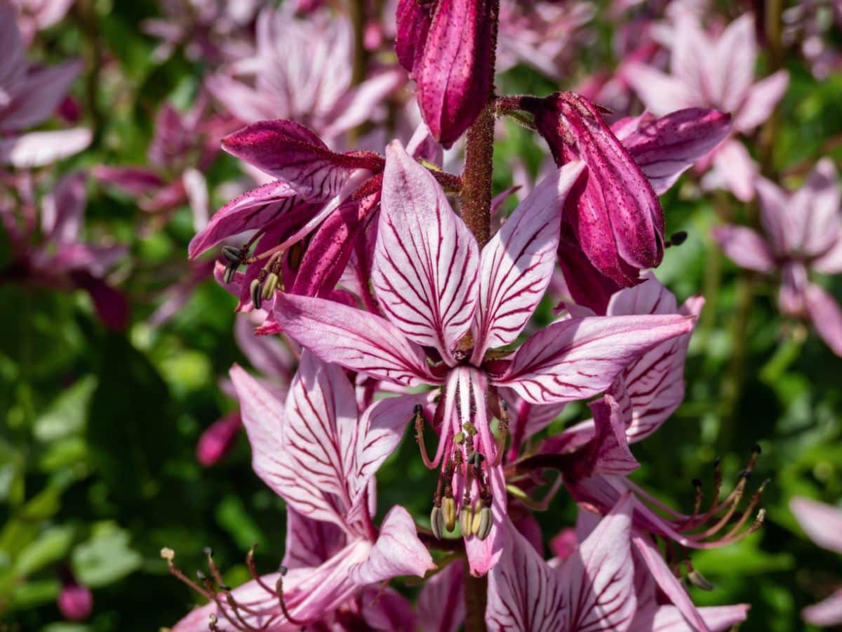 A close look at blooming purple flowers