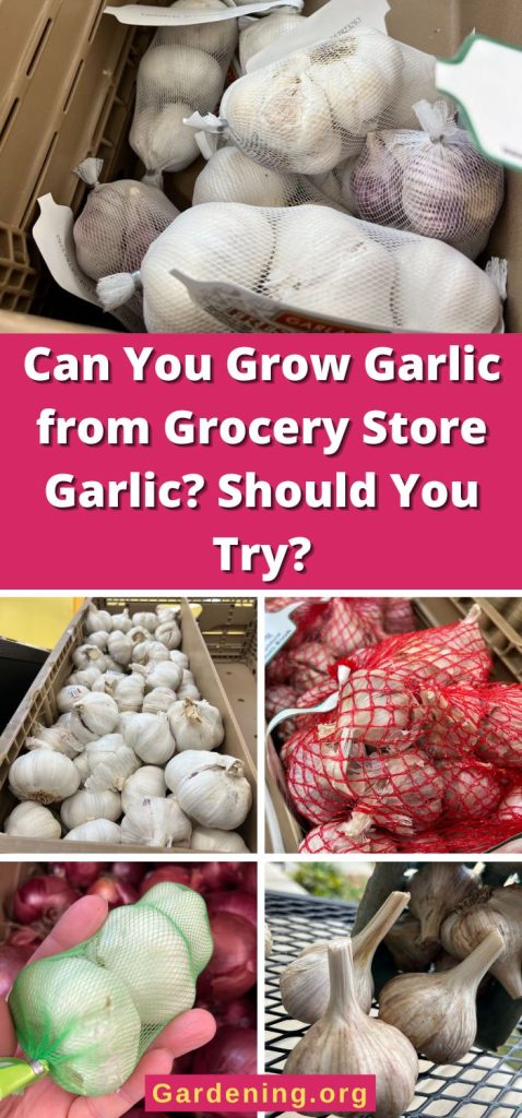 Can You Grow Garlic from Grocery Store Garlic? Should You Try? pinterest image.