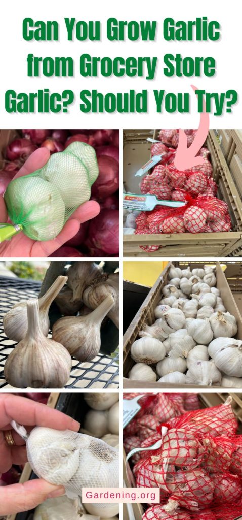 Can You Grow Garlic from Grocery Store Garlic? Should You Try? pinterest image.