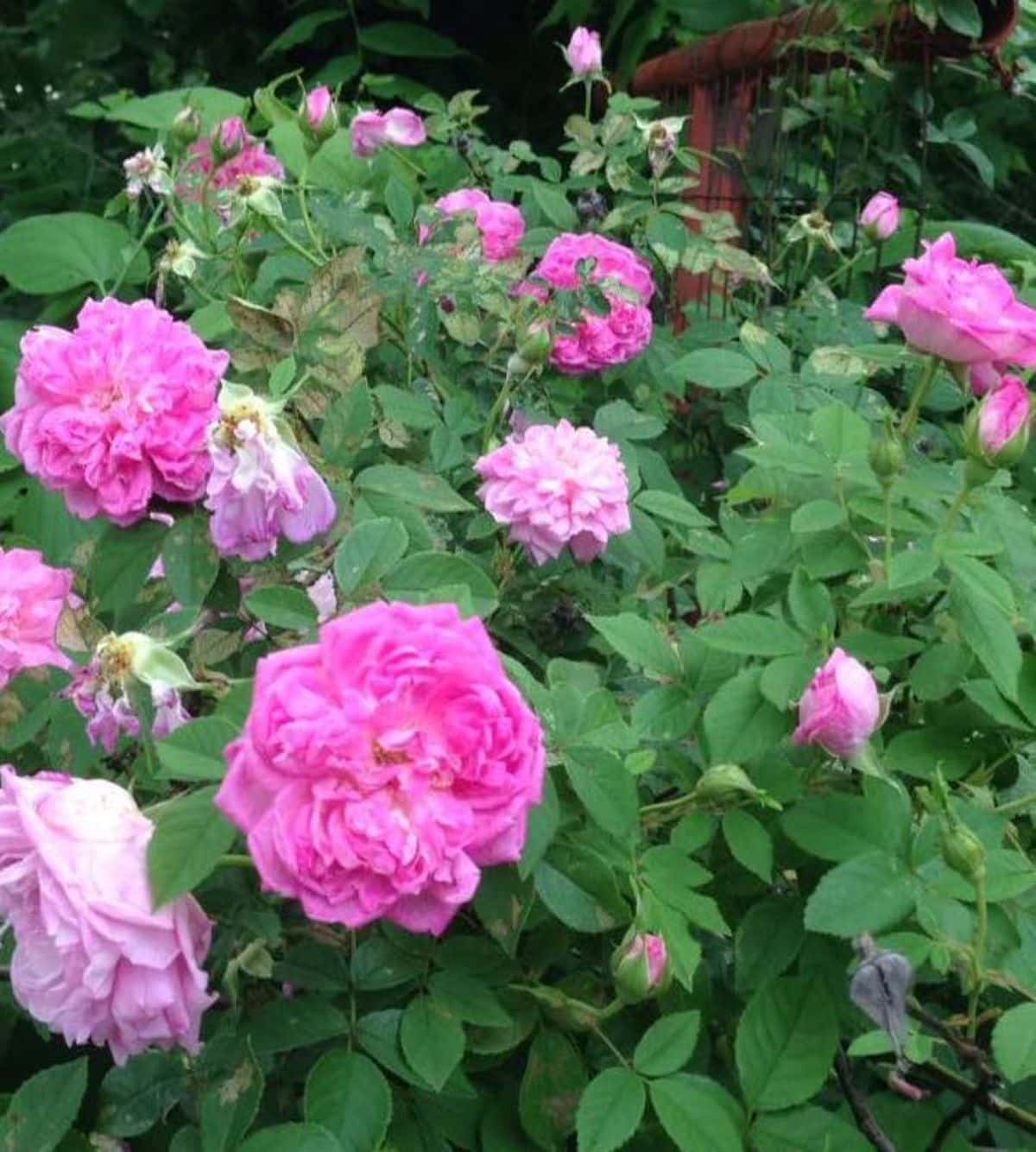 A rescued antique rose with full pink blooms