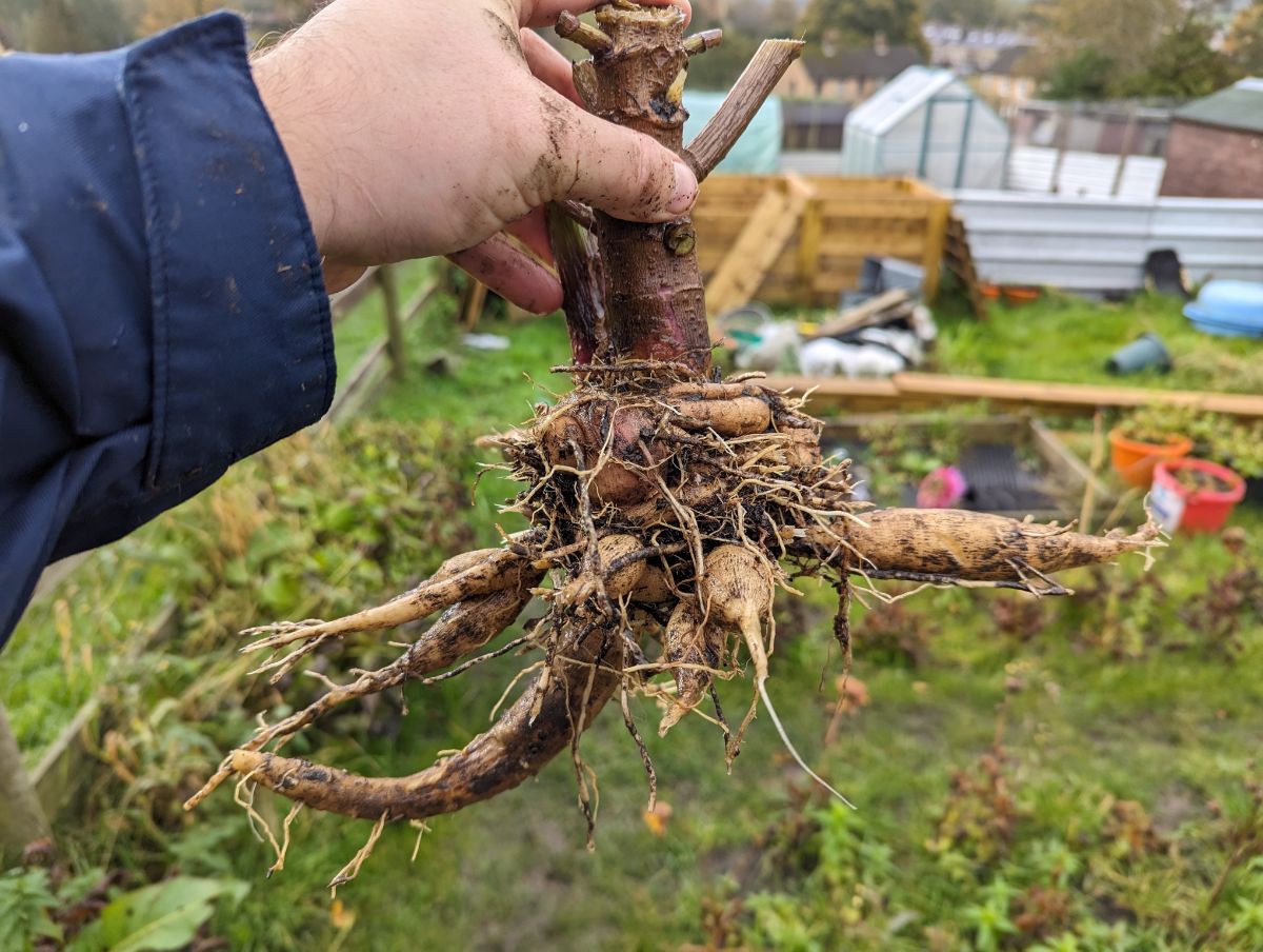 A well cleaned dahlia tuber