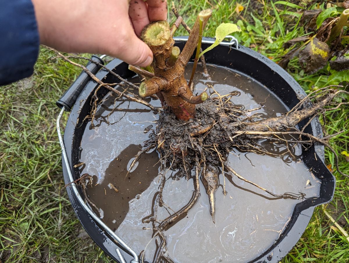 Cleaning tubers in a bucket of water