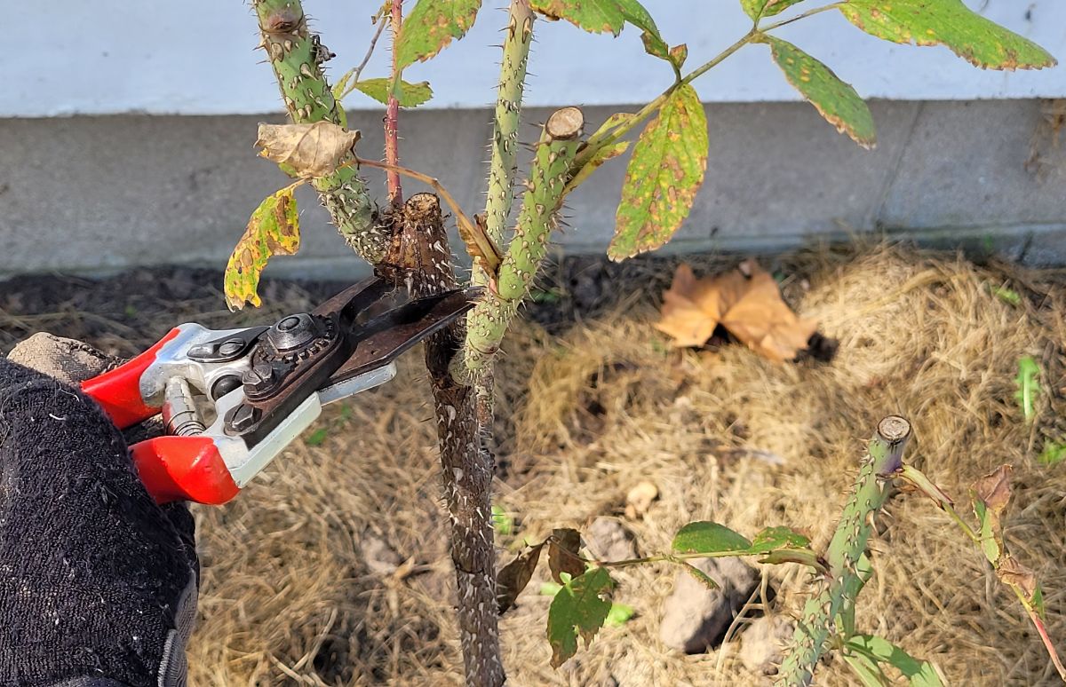 Pruning heavily infected rose stems with black spot disease