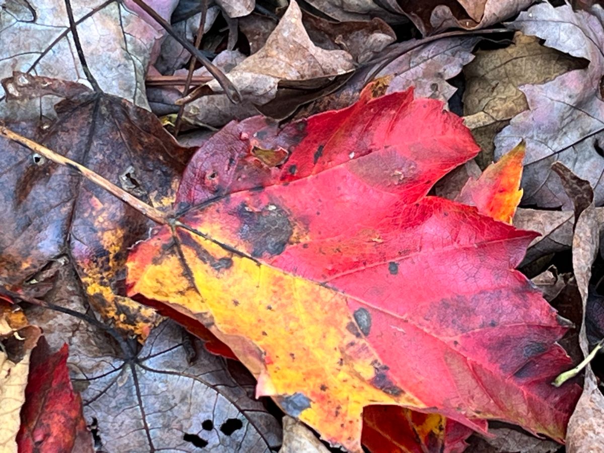 A multicolored fall leaf on the ground