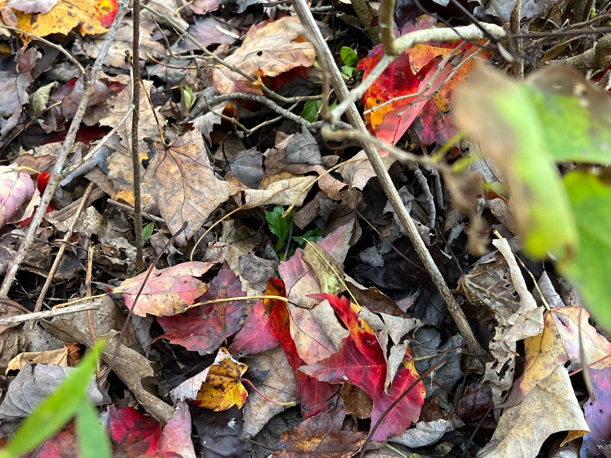 Fall leaves left in a garden bed