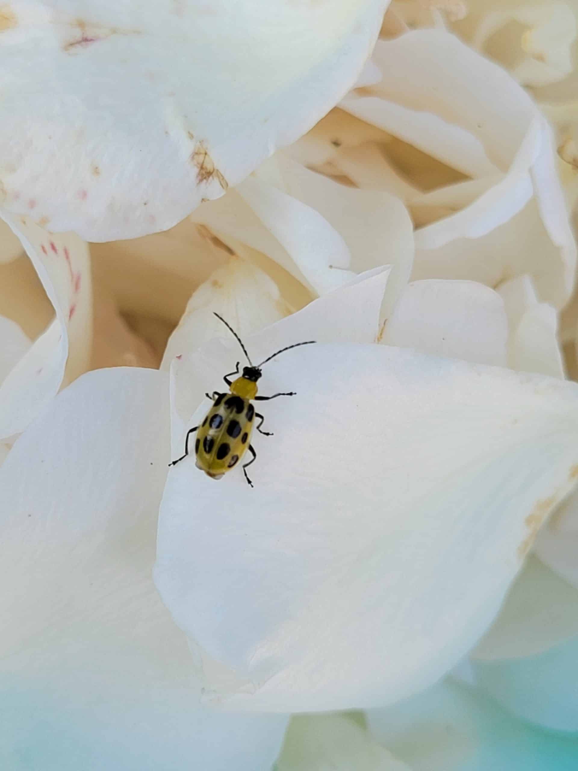 A spotted cucumber beetle on the rose petal it had been chewing