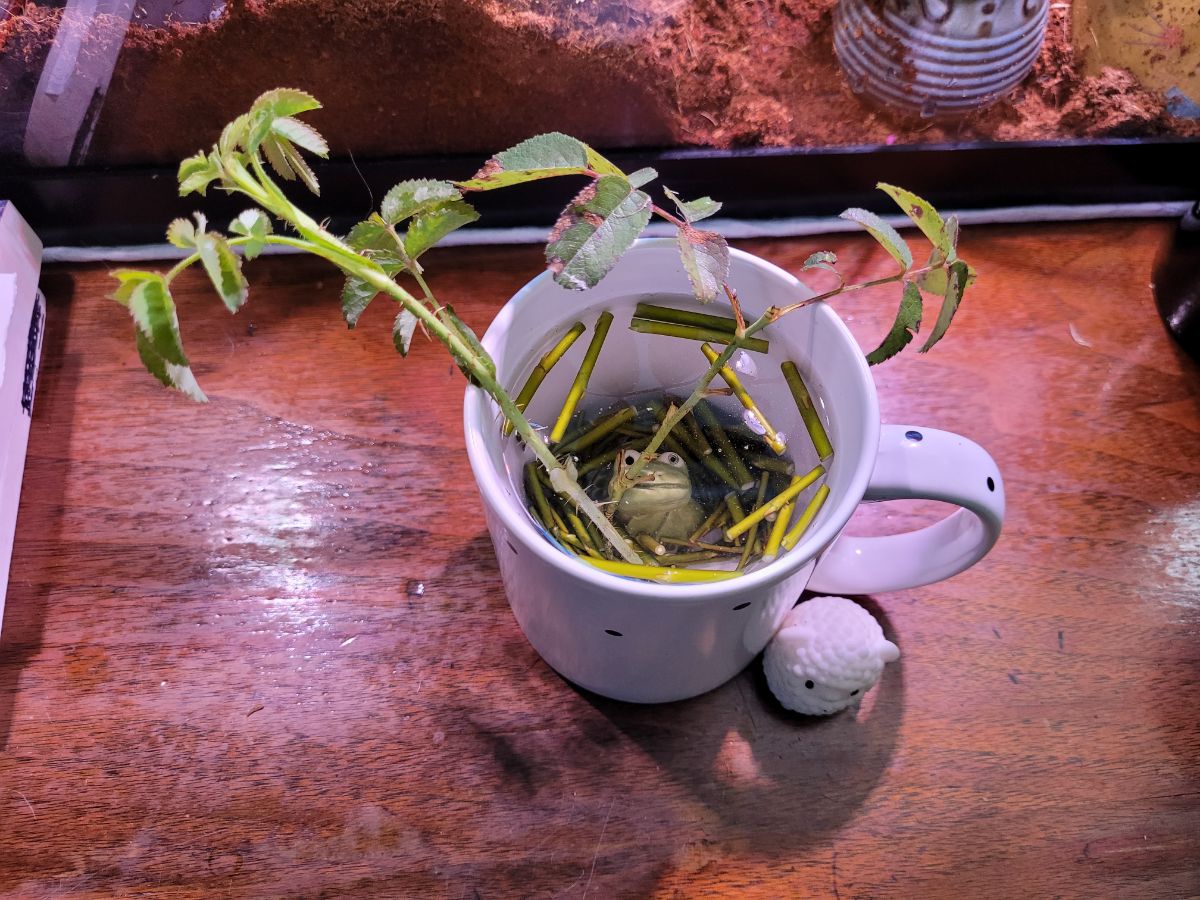 Soaking the rose stems in willow water to improve rooting.