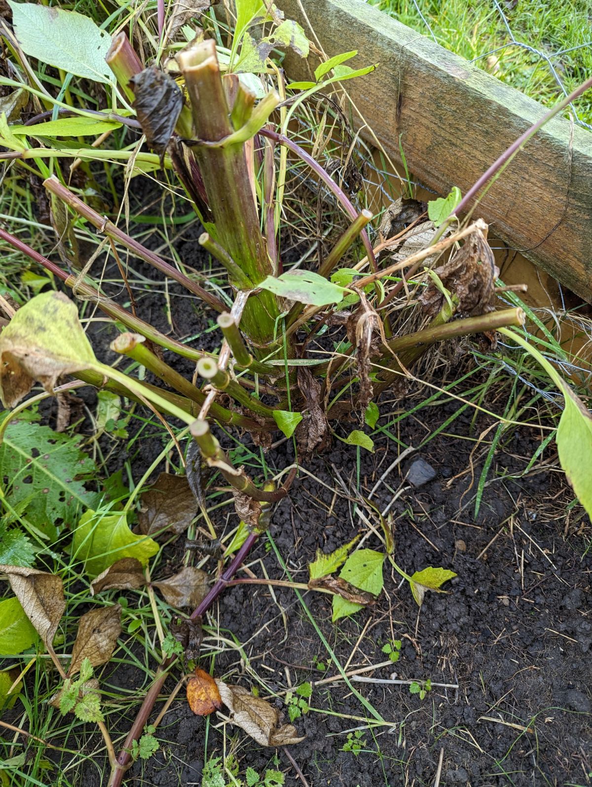 A dahlia cut back with stem remaining