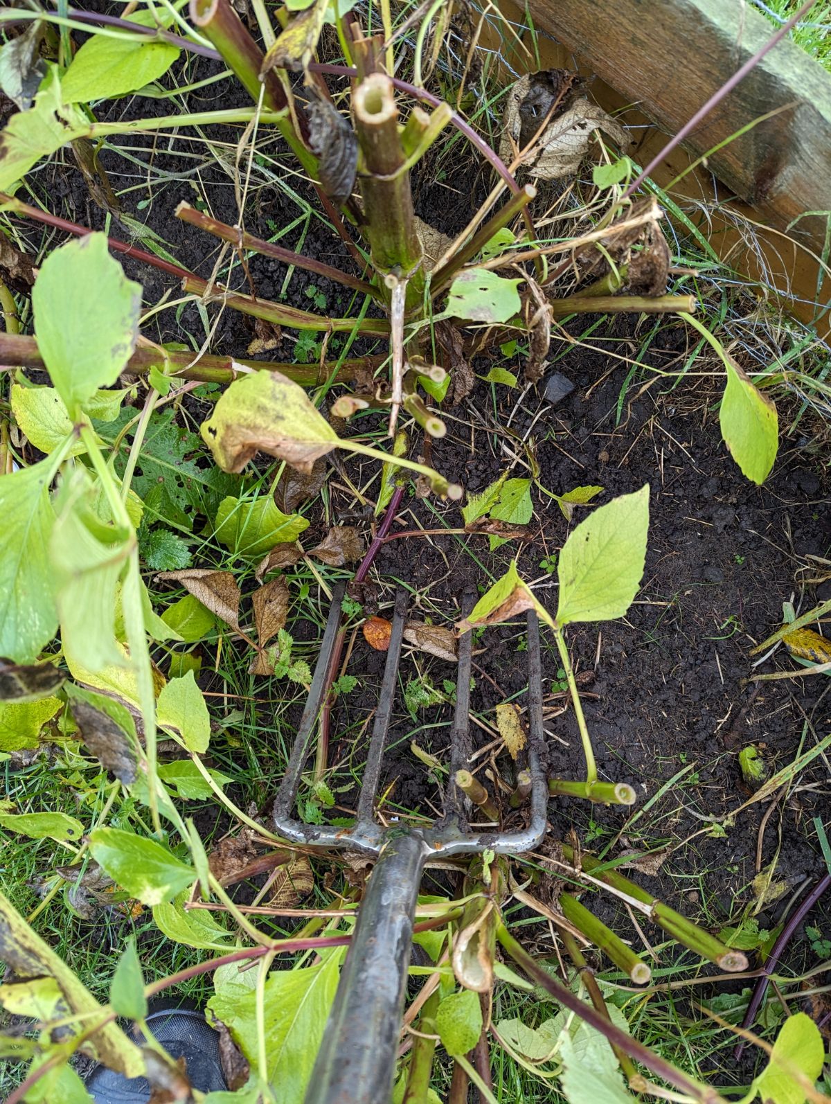 Digging wide around a dahlia