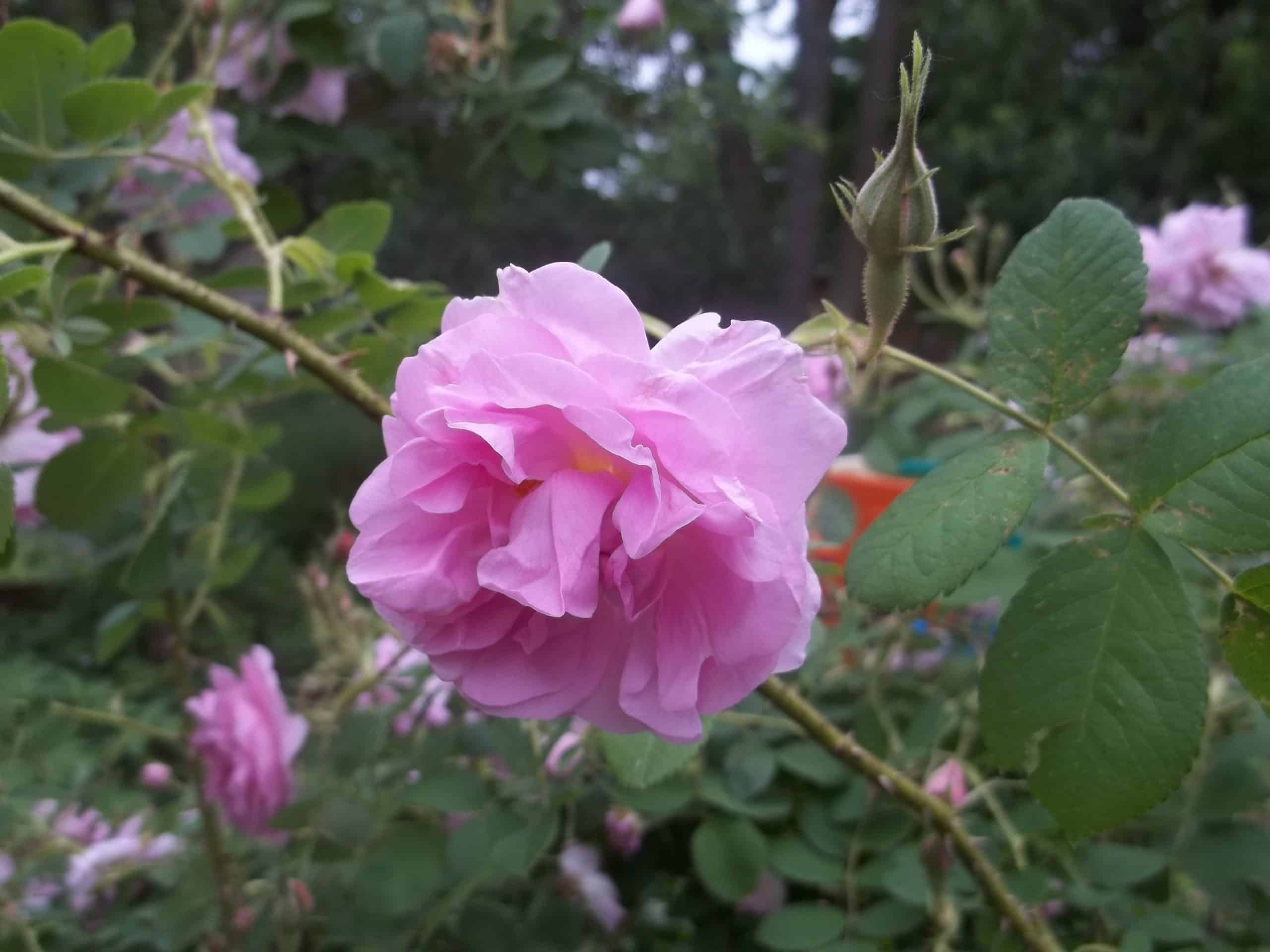 Fragrant Old Damask Rose