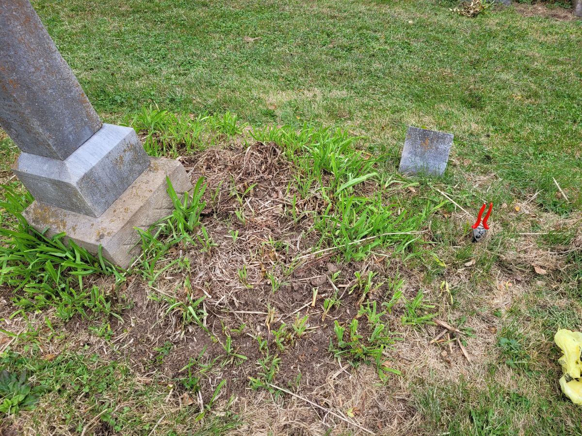 Remnants of an antique rose in a cemetery