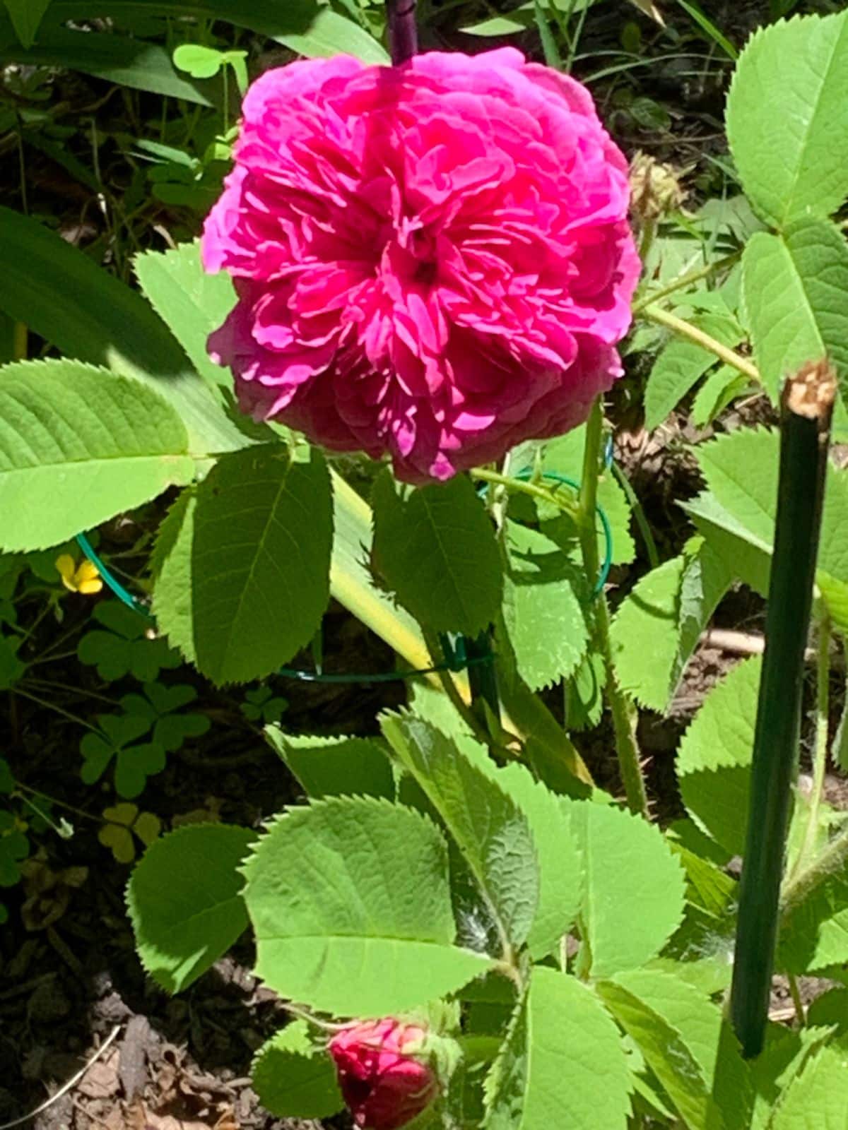 Désirée Parmentier vintage rose