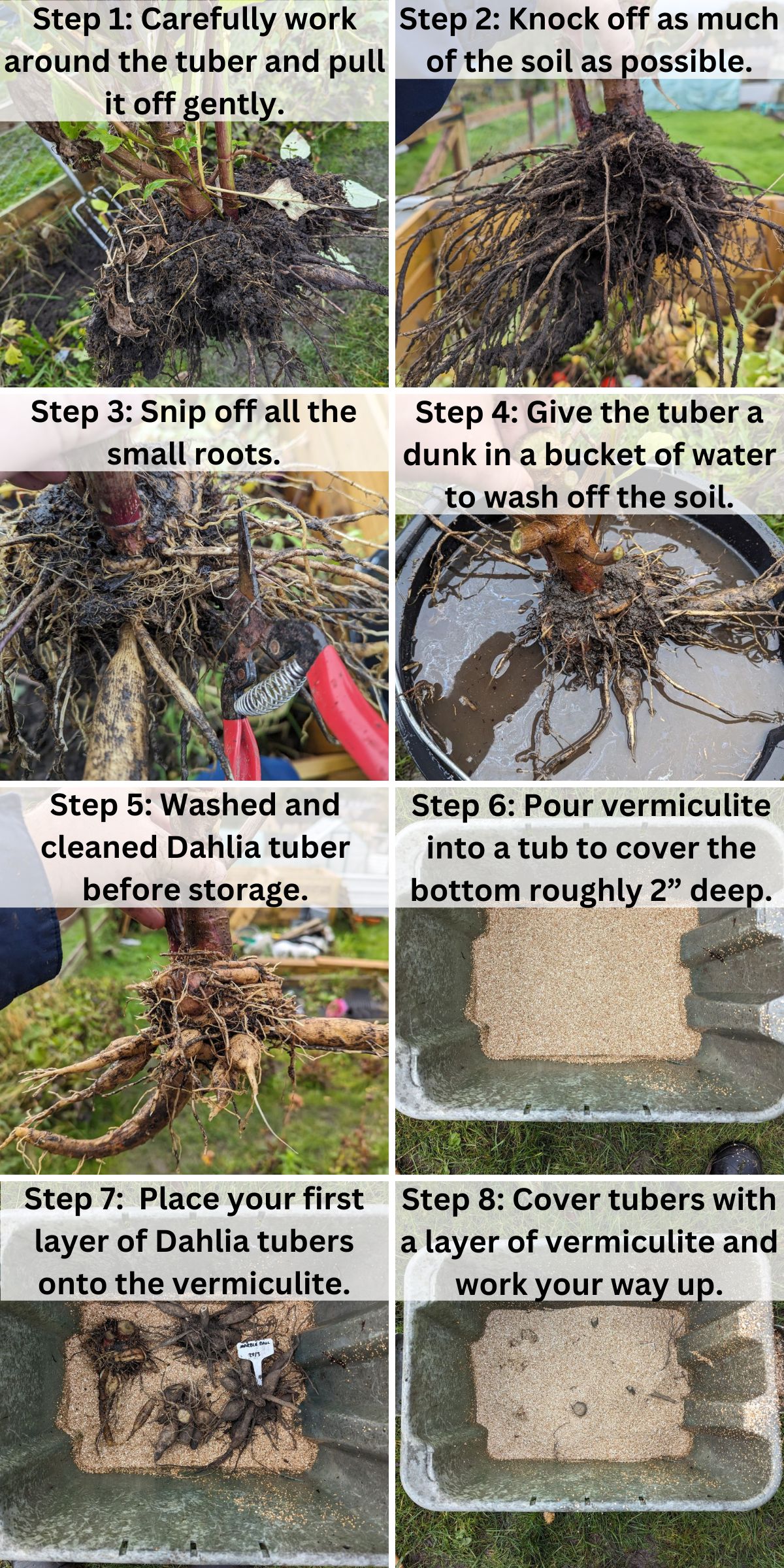 Digging dahlias infographic collage