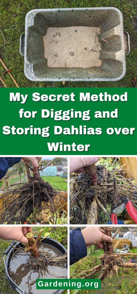 My Secret Method for Digging and Storing Dahlias over Winter pinterest image.