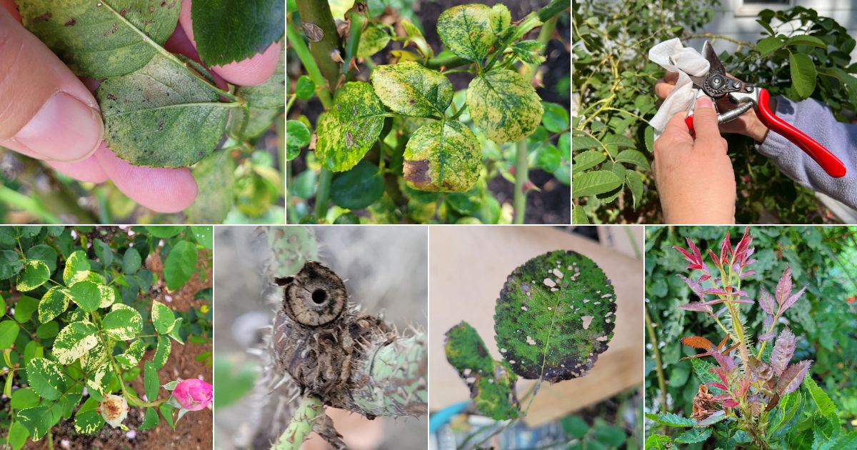 Disease Prevention for Autumn Roses picture collage