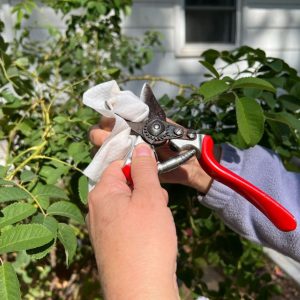 A gardener sanitizes pruners before autumn rose pruning.