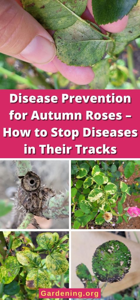 Disease Prevention for Autumn Roses – How to Stop Diseases in Their Tracks pinterest image.