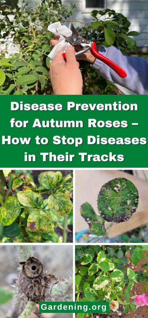 Disease Prevention for Autumn Roses – How to Stop Diseases in Their Tracks pinterest image.