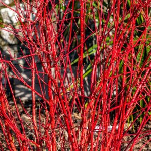 Winter red twig dogwood
