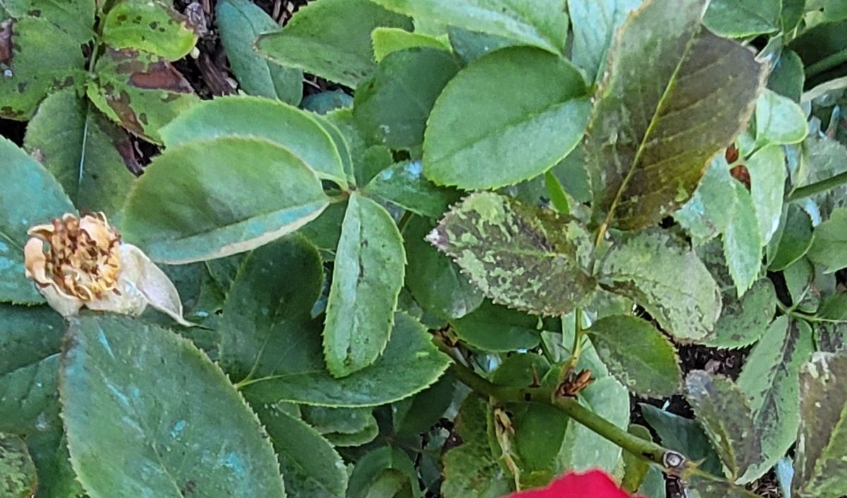 Double delight rose bush with the beginnings or black spot disease