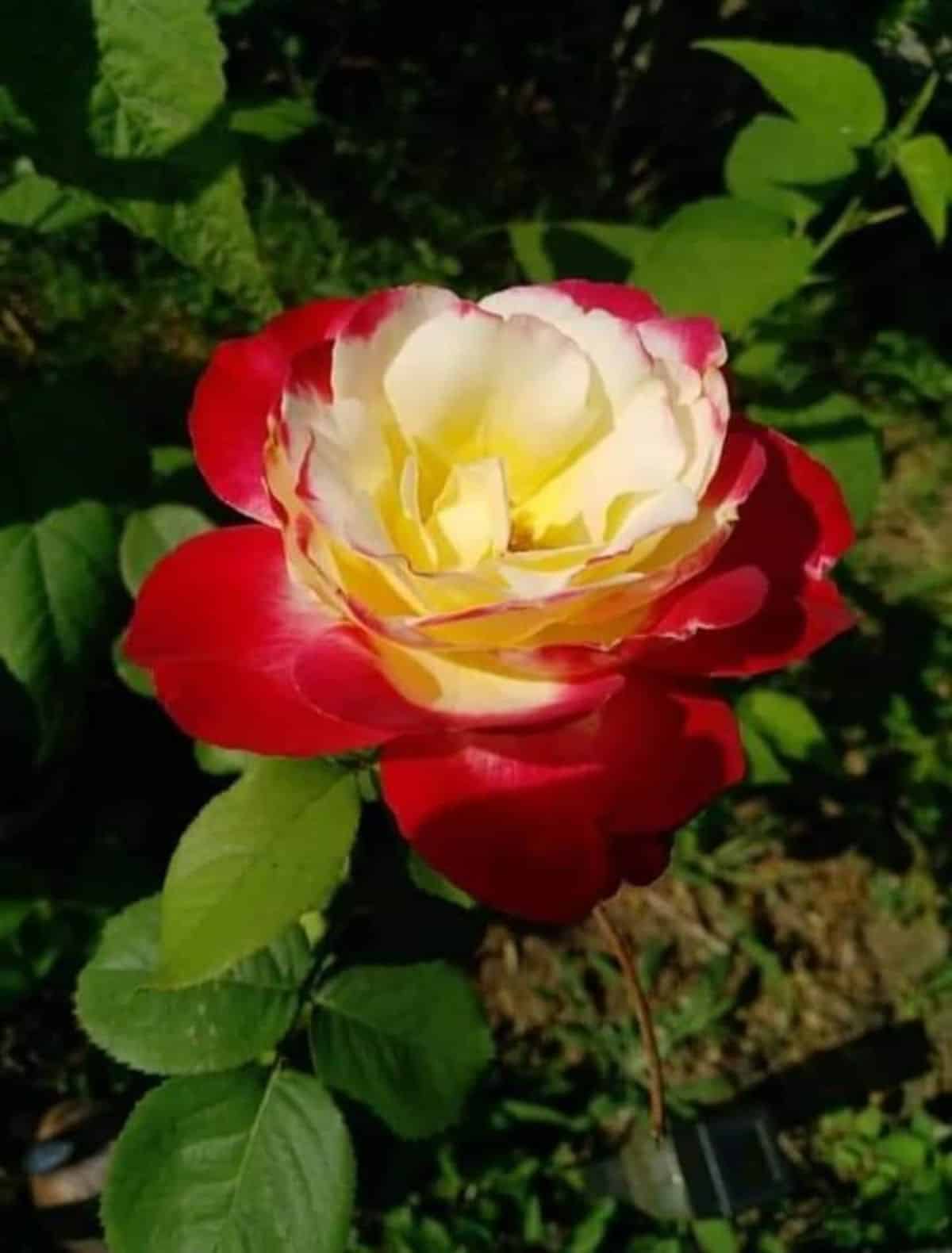 ‘Double Delight’ color changing rose