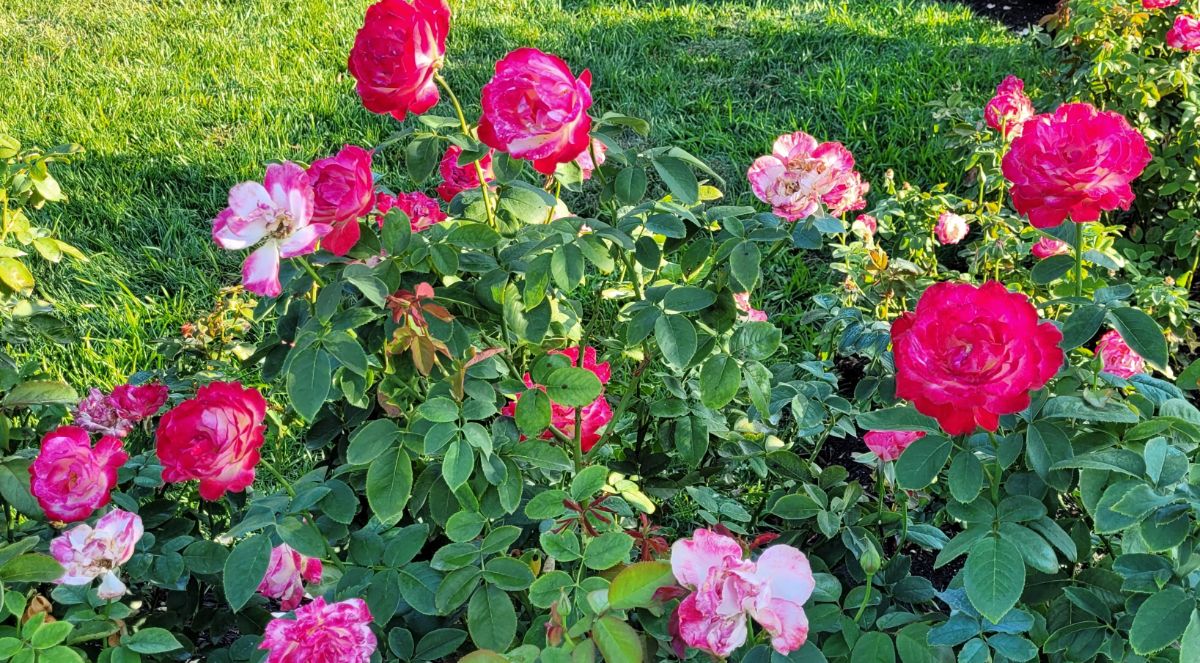 A mass of Double Delight roses