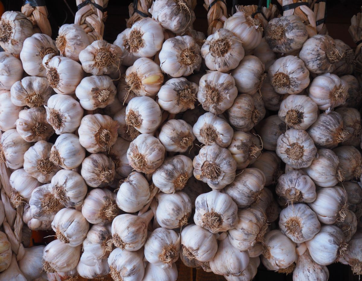 Garlic stored in a root cellar