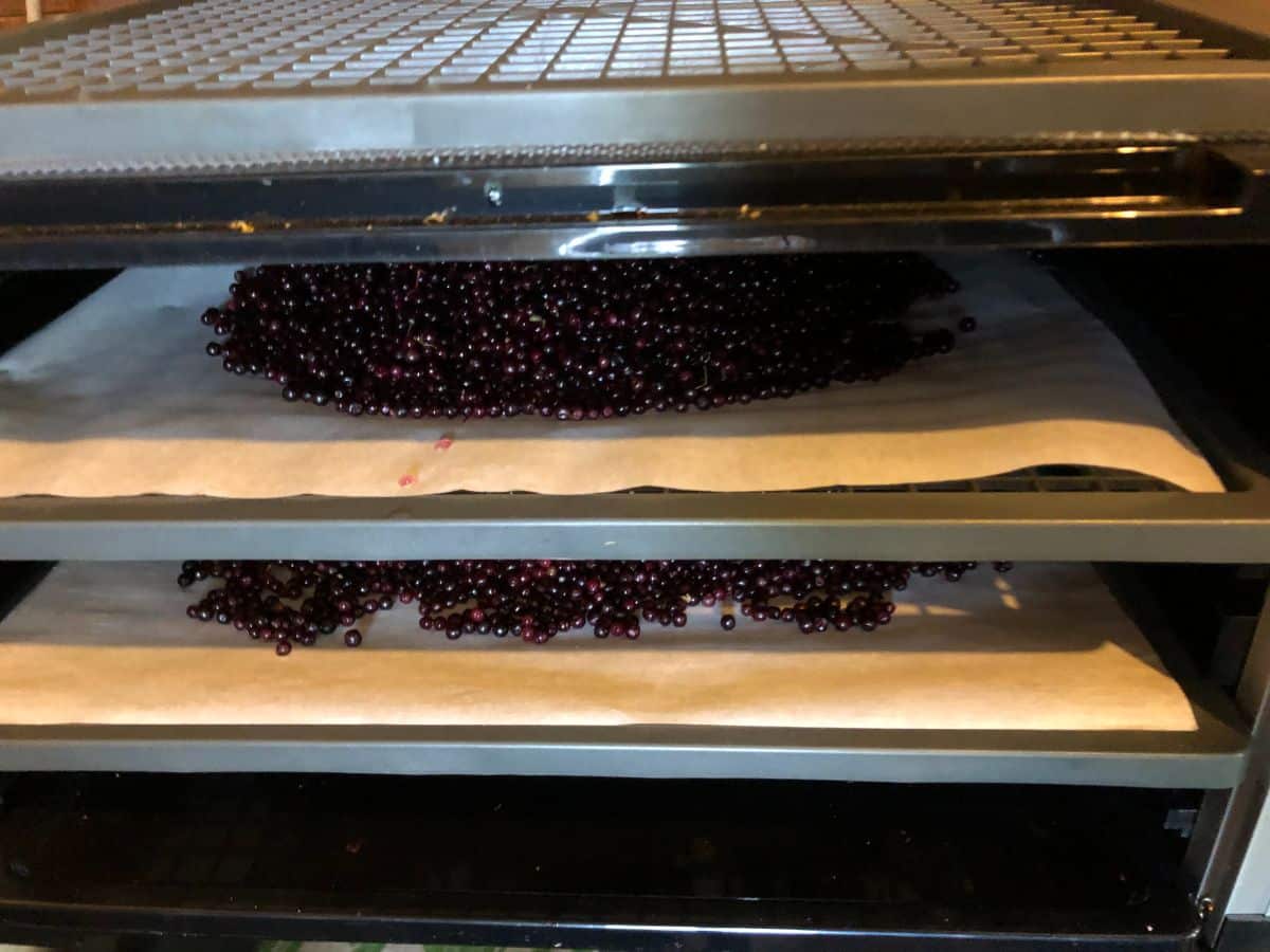 Elderberries drying in a dehydrator