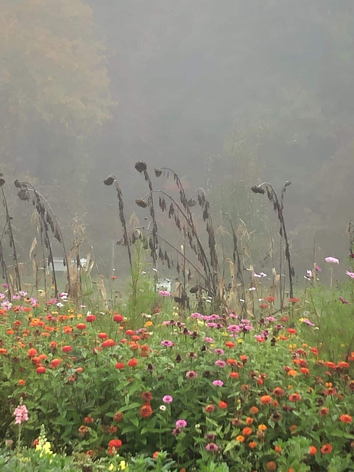 Sunflowers and wildflowers and zinnias left to reseed themselves