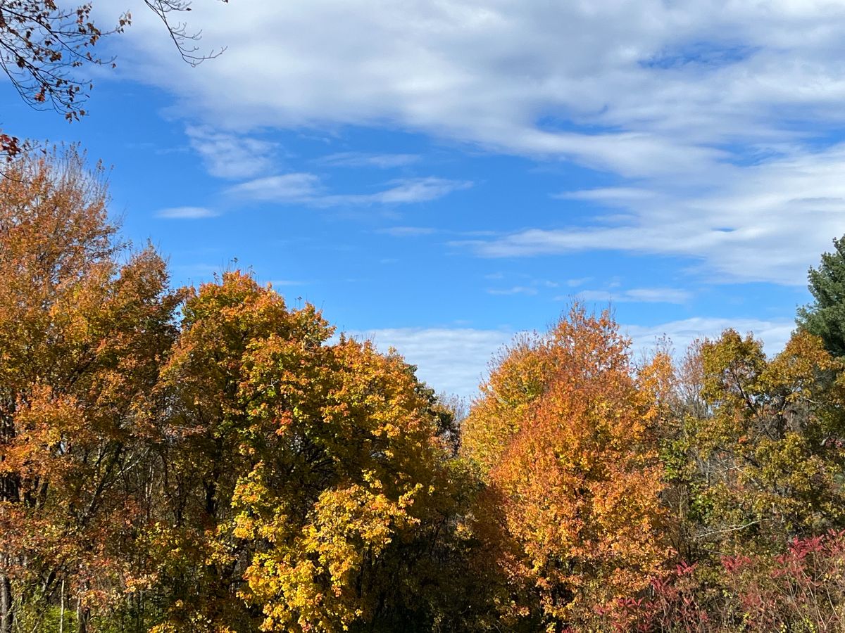 Autumn trees full of colorful leaves