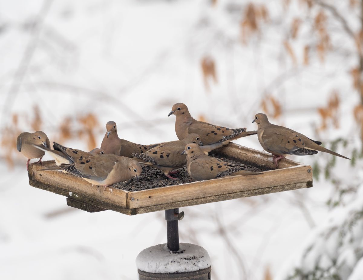 Doves at a bird feeder in winter