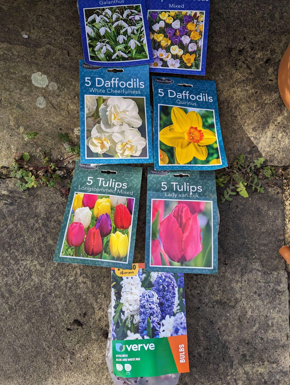 bulbs for a bulb lasagna container