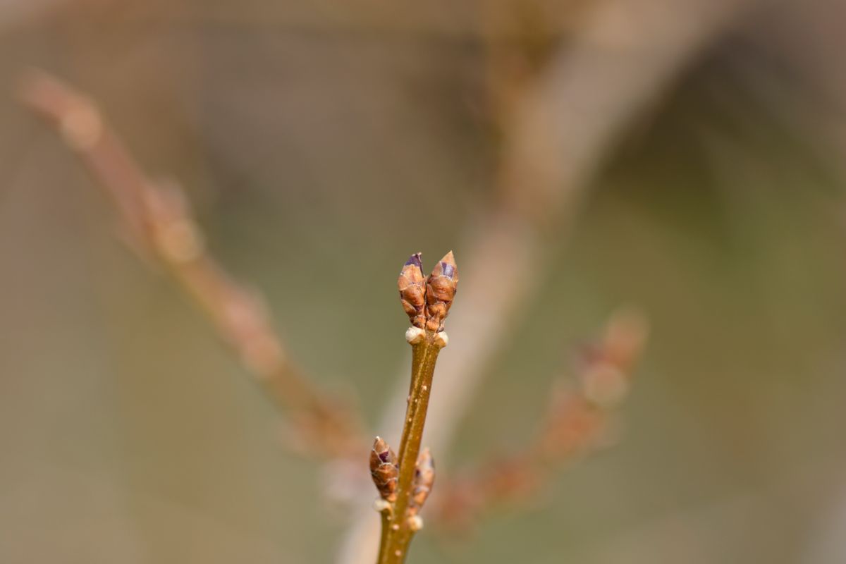 Buds on a plant