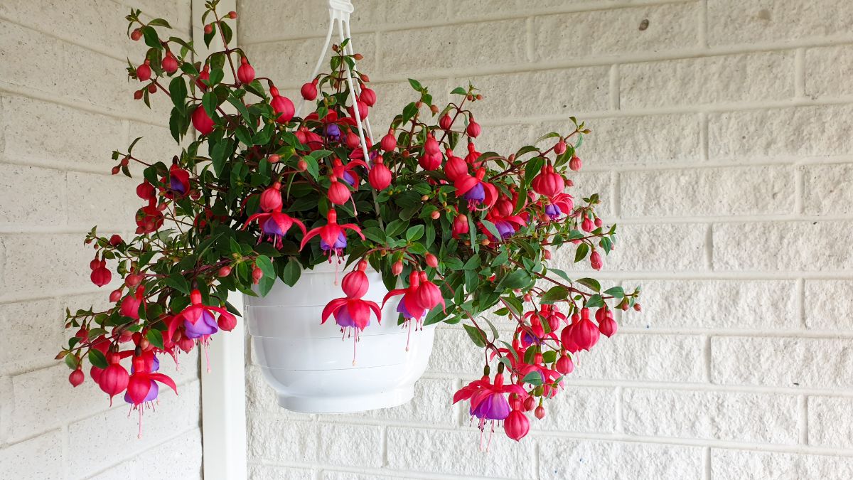 A potted hanging fuchsia plant with pink and purple blooms