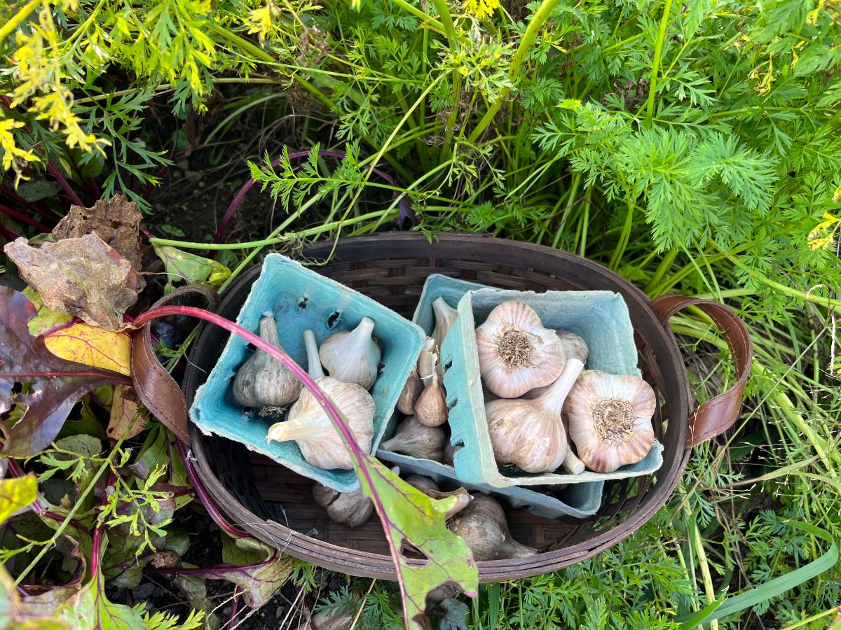 A basket of seed garlic in the garden