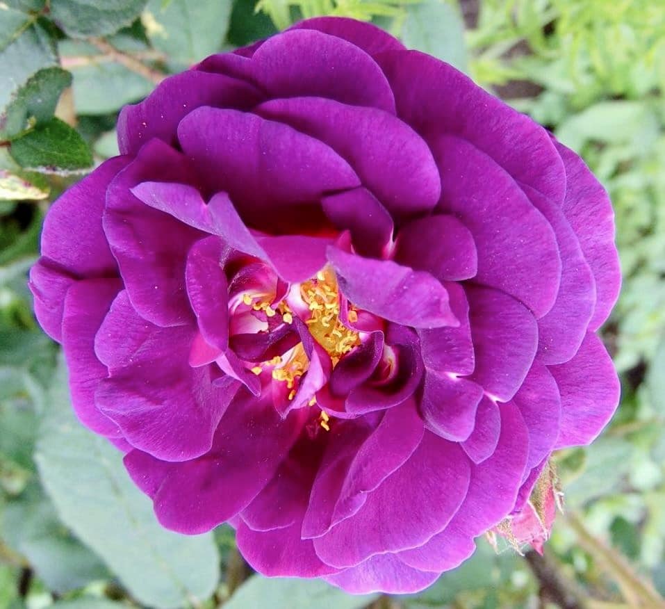 Purple Gallica rose