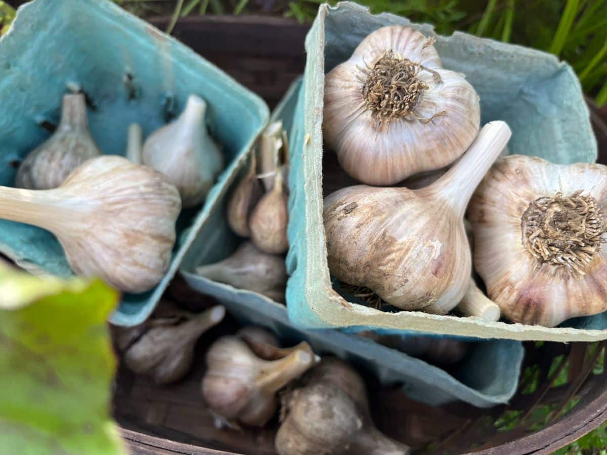 Boxes of seed garlic