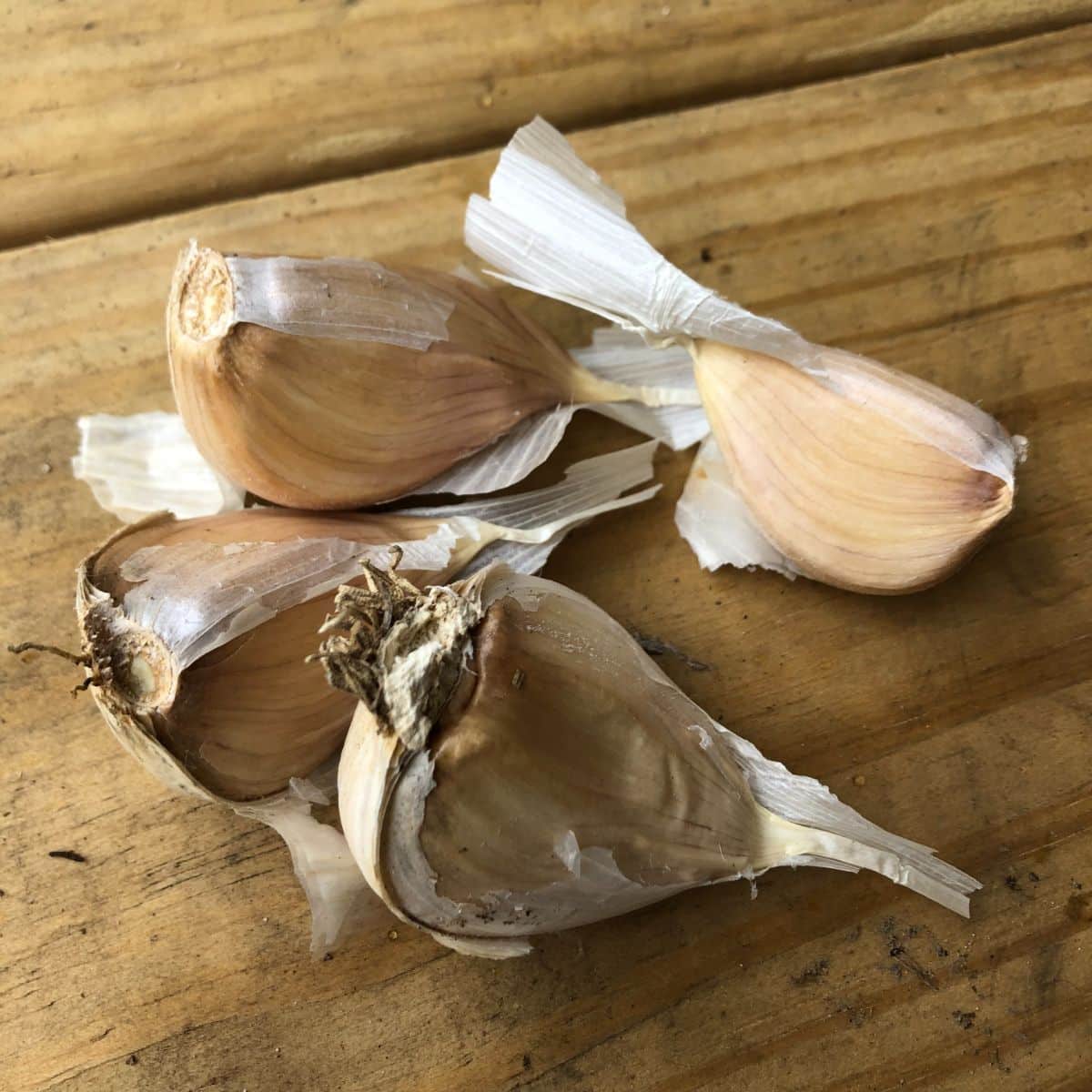 Garlic heads split into planting cloves