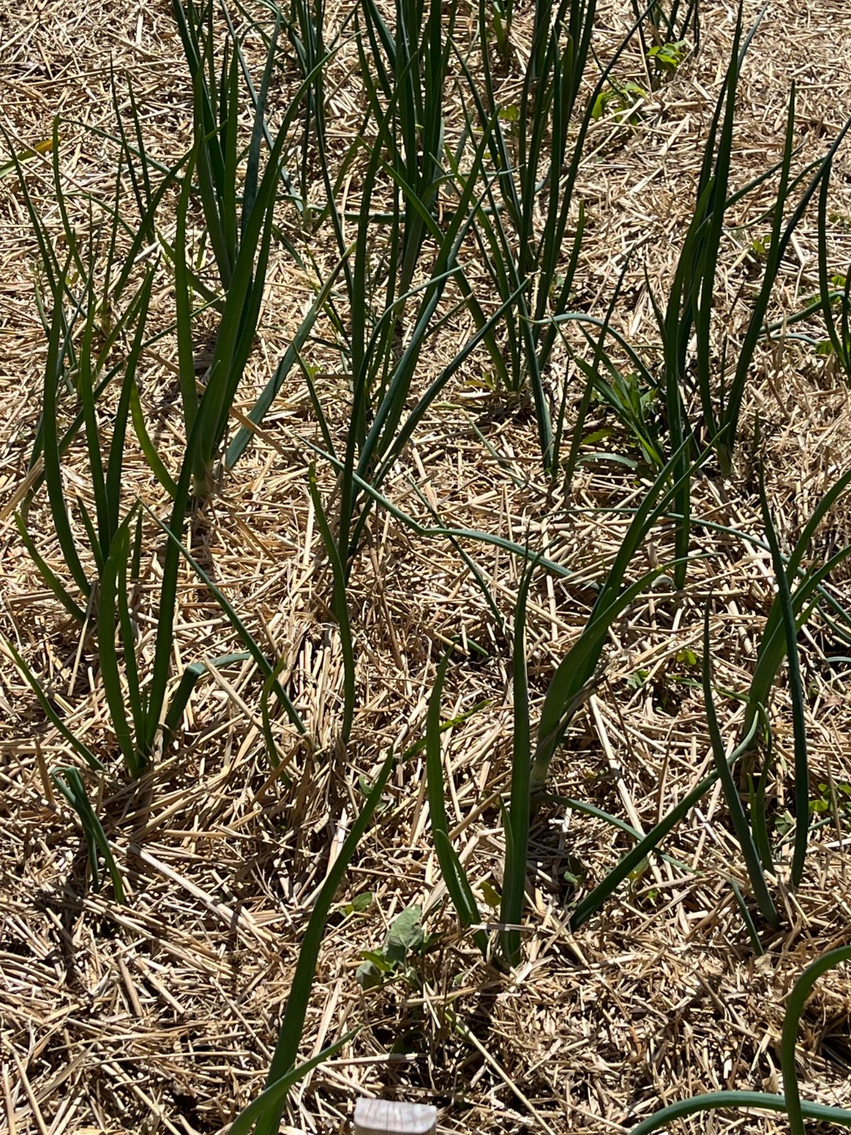 A bed of growing garlic