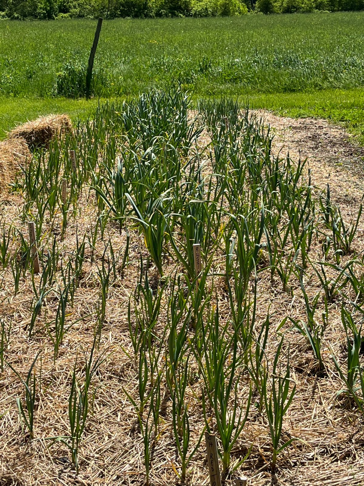 Garlic growing in the spring