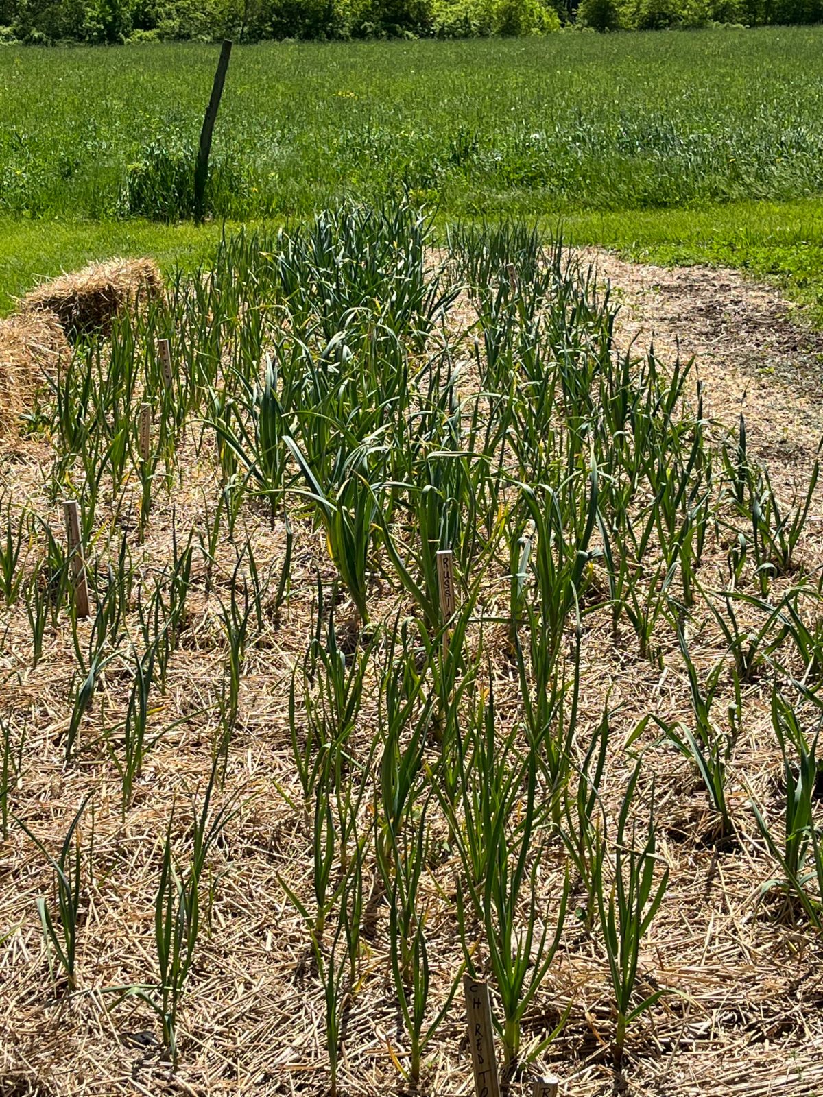 Cleft Graft One of the simplest and - Gateway Garlic Farms