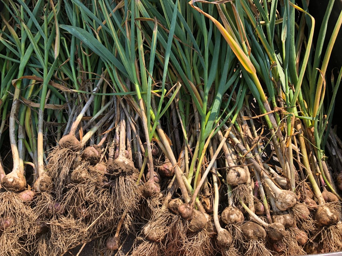 A summer garlic harvest