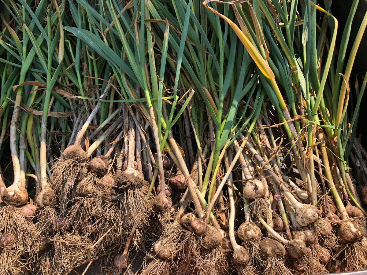 A large harvest of fresh garden garlic