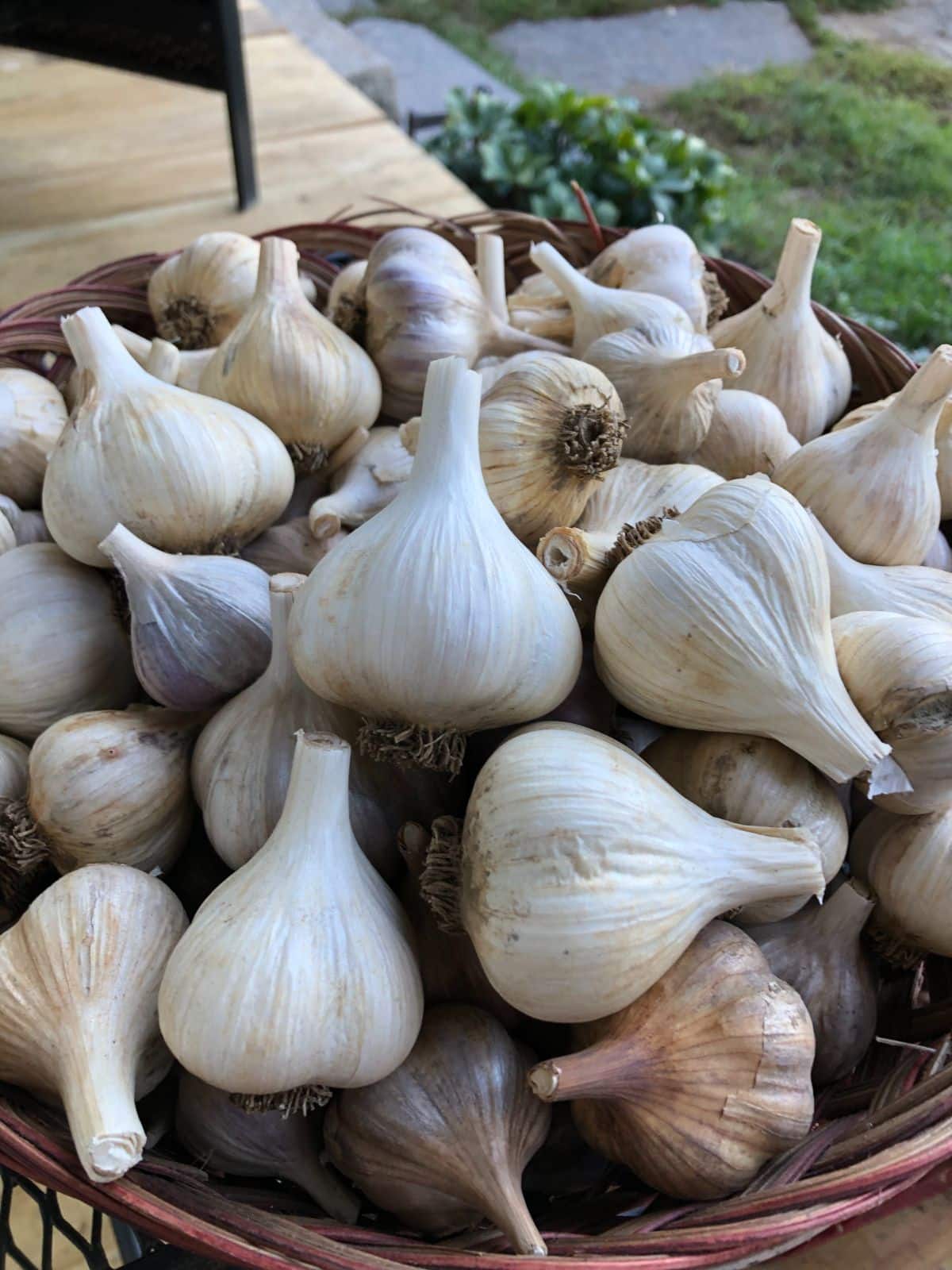 A basket of good seed garlic