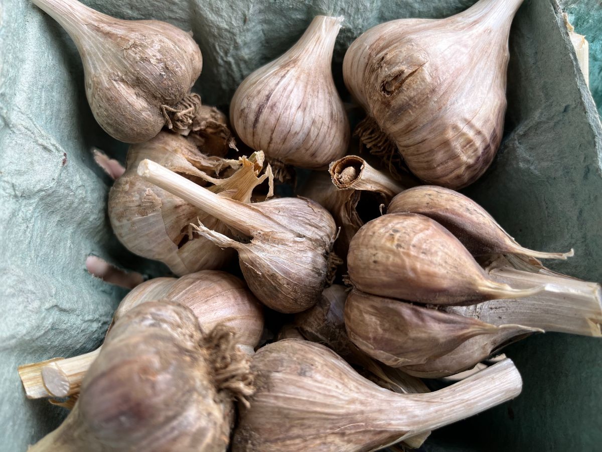 Cured garlic bulbs