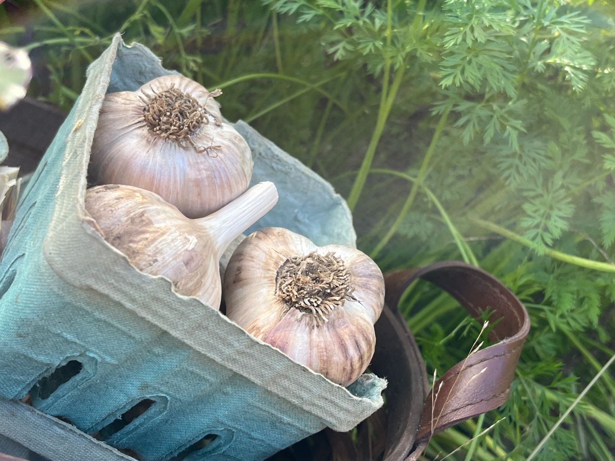 Heads of seed garlic in a box