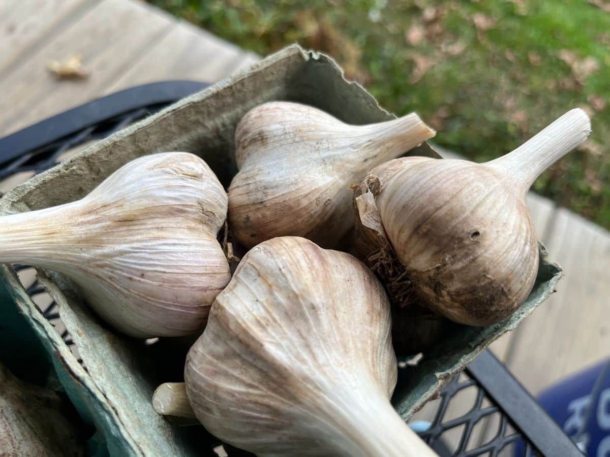 Heads of garlic ready to prep for planting