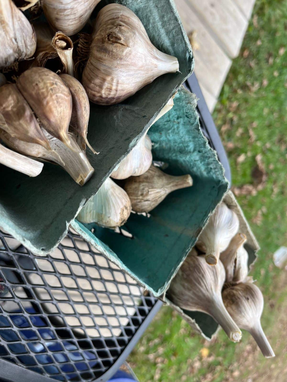 Sorted boxes of garlic for eating and planting