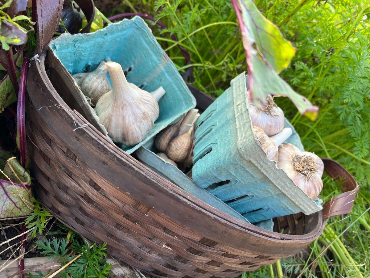 A basket with seed garlic