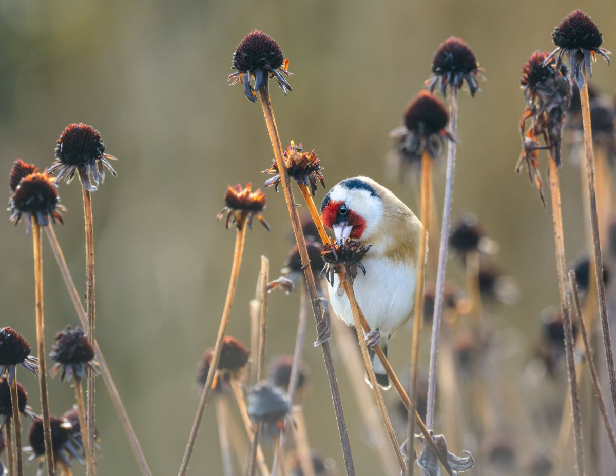 A bird eating a dried seed head in winter